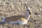 Pronghorn Antelope Prairie