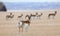 Pronghorn Antelope Prairie