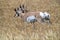 Pronghorn Antelope Prairie Canada