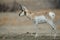 Pronghorn Antelope profile