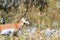 Pronghorn Antelope Profile