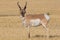 Pronghorn Antelope running through field