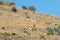 Pronghorn antelope standing on a hillside in the American western desert