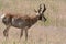 Pronghorn Antelope Standing In Meadow