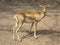 A pronghorn antelope staring towards the camera