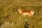 Pronghorn Antelope Taking A Bite