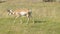 A pronghorn antelope walking in yellowstone park