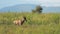 A pronghorn antelope walks solo through some tall grass on the prairie. Scientific expedition meeting pack of mammal