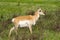 Pronghorn Antelope. Yellowstone National Park