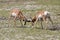 Pronghorn antelopes