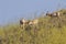 Pronghorn antelopes at mountain meadow