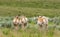 Pronghorn Antelopes Run Across Field