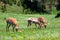 Pronghorn (Antilocapra americana)