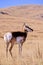 Pronghorn, Antilocapra americana