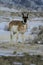 Pronghorn, Antilocapra americana