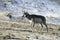 Pronghorn, Antilocapra americana