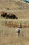 Pronghorn and bison