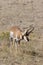 Pronghorn Buck   704920