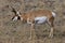 Pronghorn Buck   704928