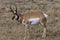 Pronghorn Buck   704929