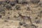 Pronghorn Buck   704968