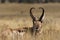 Pronghorn Buck Bedded