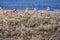 Pronghorn Buck Herding His Family