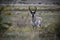 Pronghorn buck landscape