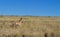 Pronghorn Buck Running through Grassy Field in the Desert