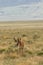 Pronghorn Buck on the Utah Prairie