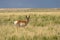 Pronghorn Buck on the Utah Prairie