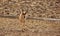 Pronghorn Buck in Yellowstone National Park