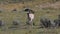 Pronghorn Buck in Yellowstone National Park