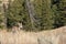 Pronghorn Doe Coming Over a Ridge