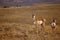 Pronghorn Doe With Fawn