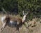 Pronghorn doe posing by the tree