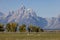 Pronghorn Does in Grand Teton National Park in Fall