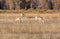 Pronghorn Does Grazing