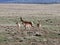 Pronghorn Family in Prescott Highlands