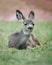 Pronghorn fawn