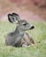 Pronghorn fawn