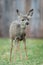 Pronghorn fawn