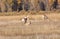 Pronghorn Fawn Nursing