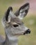 Pronghorn fawn portrait