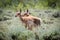 Pronghorn fawn twins