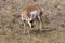 Pronghorn Female    704932