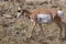 Pronghorn Female    705310