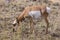 Pronghorn Female    705312