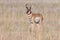 Pronghorn in the field of Antelope Island SP, Utah