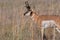 Pronghorn in the field of Antelope Island SP, Utah